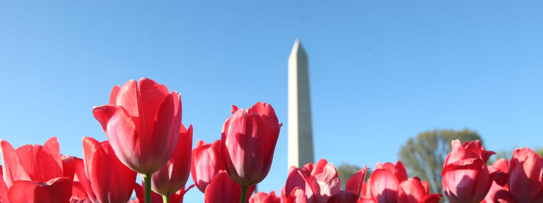 The 26 Best Places to Propose: DC Edition